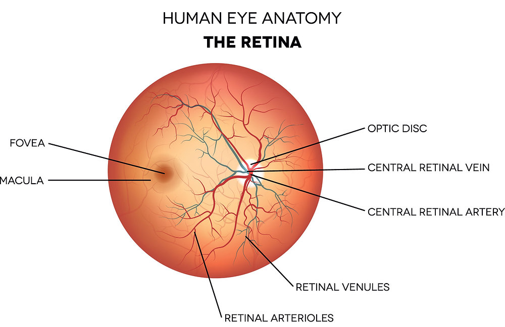 What is Retinal Disease